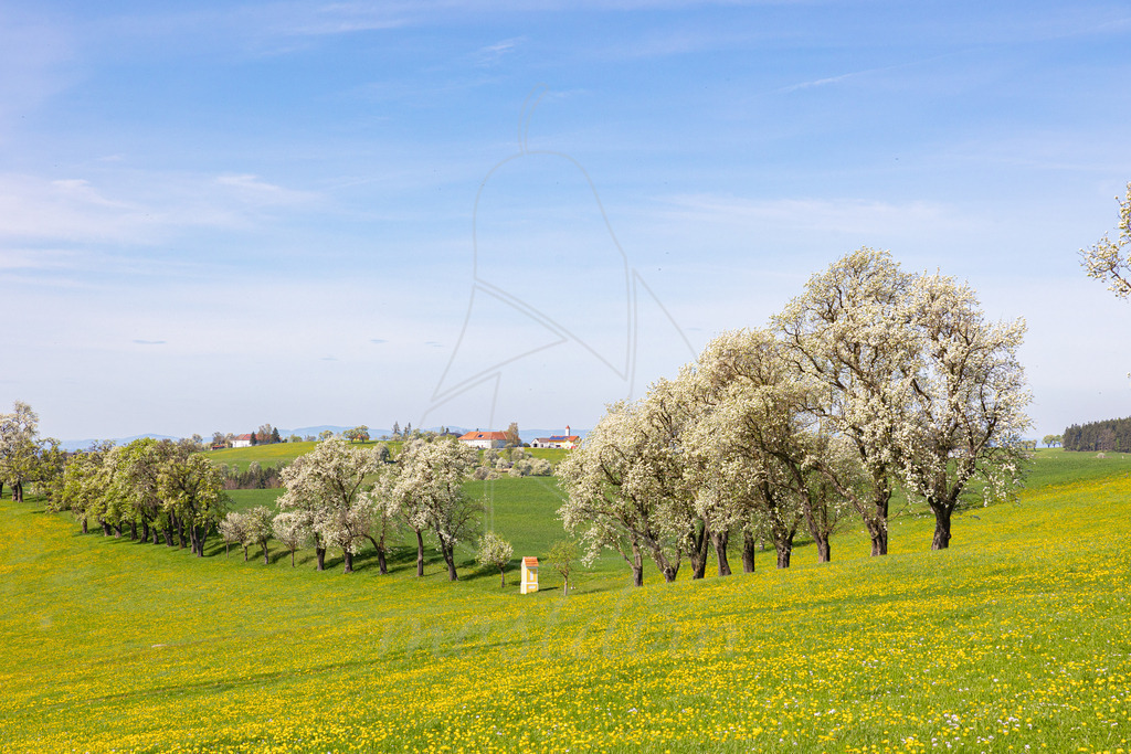Birnbaumbluete_Mostviertel_2024_Mostdirn_Irmgard_Wieser-8915 | Ihre Fotografin im Lungau, ihre Fotografin im Mostviertel, Wandbilder Onlineshop, Imagefotos für Ihr Unternehmen,  - Realisiert mit Pictrs.com