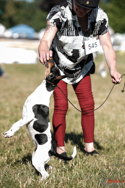 CACIB Aarau | CACIB Aarau, Swiss Dog Show  28062025 Foto: Leo Wyden