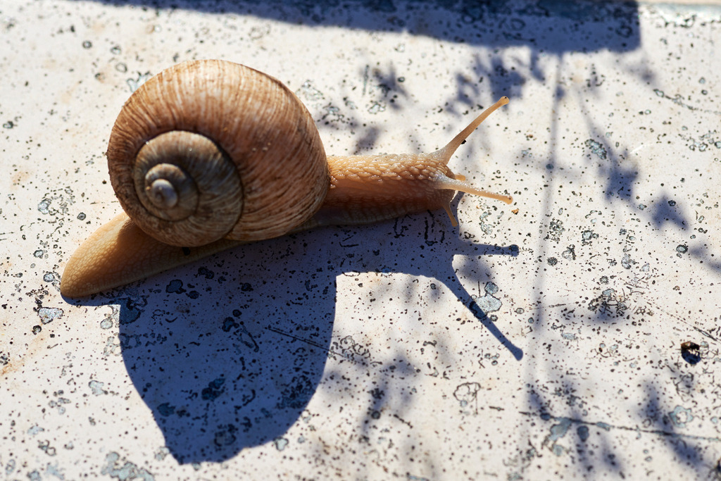 Gugumuck Wiener Schnecken Manufaktur | Wien, Austria - May 29, 2017: Gugumuck Wiener Schnecken Manufaktur;  Wiener Schneckenfarm mit Schnecke. - Realisiert mit Pictrs.com