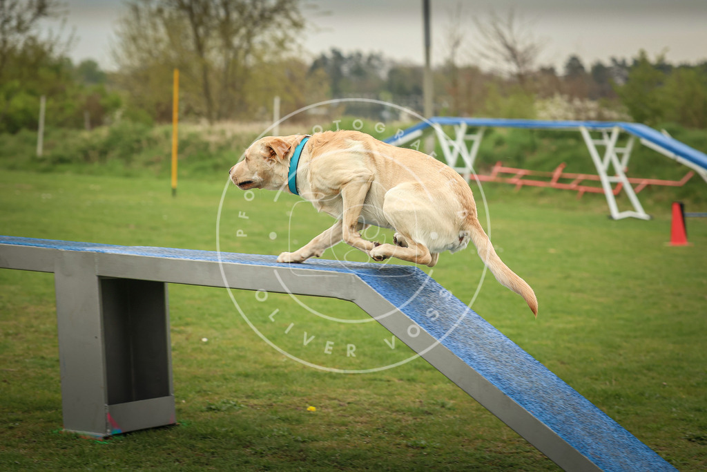 Pfotenfotografie_0L8A0716 | Hundefotografie, Tierfotograf, Pfotenfotografie, Fotoshooting Hund, Hunde Portrait, Hundesport, Hundeportraits, Heideshooting, Hunde, Sportfotograf, Hundefotograf, Turnierhundsport, THS,  - Realisiert mit Pictrs.com