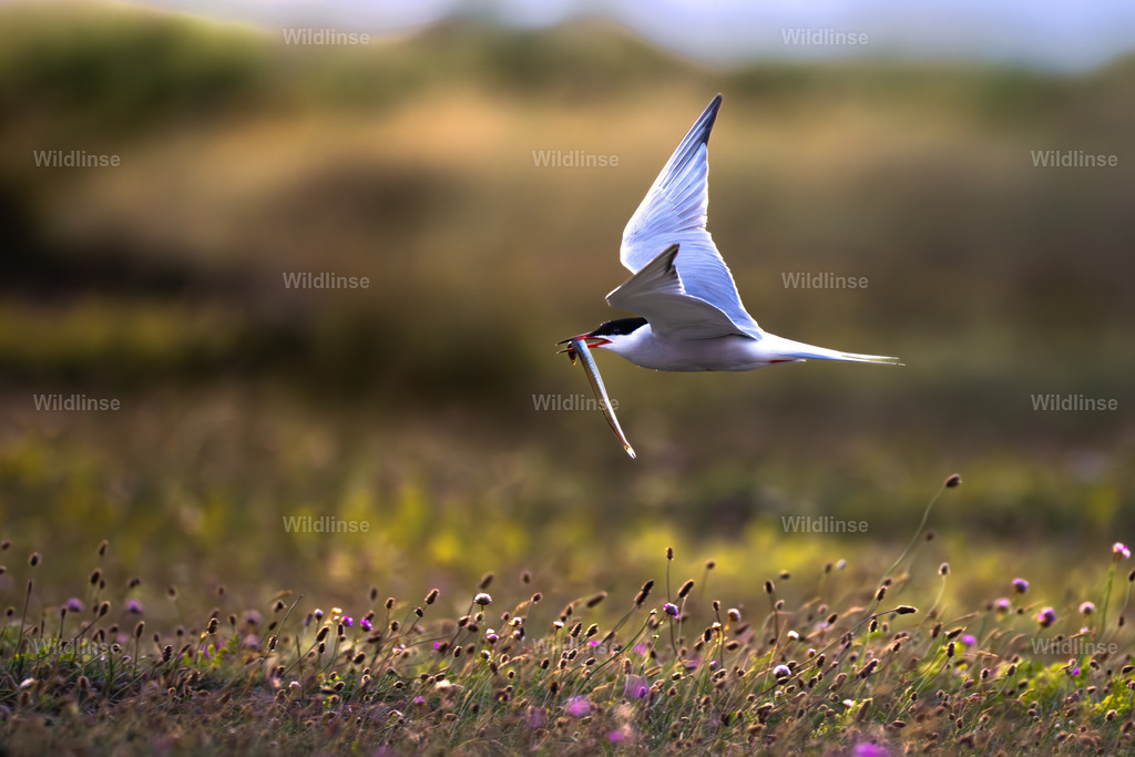 Wildlinse-250705-7 | Willkommen bei Wildlinse. Wildtierfotografien aus Schleswig-Holstein: Entdecke einzigartige Fine-Art-Prints und Poster, die Ruhe, Wildnis und die Schönheit unserer heimischen Tierwelt in dein Zuhause bringen. - Realisiert mit Pictrs.com