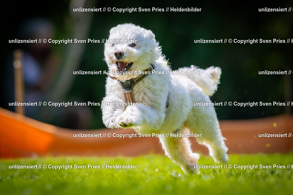 Sven Pries | 2025-08-10 - Hunderennen Durlach - Realisiert mit Pictrs.com