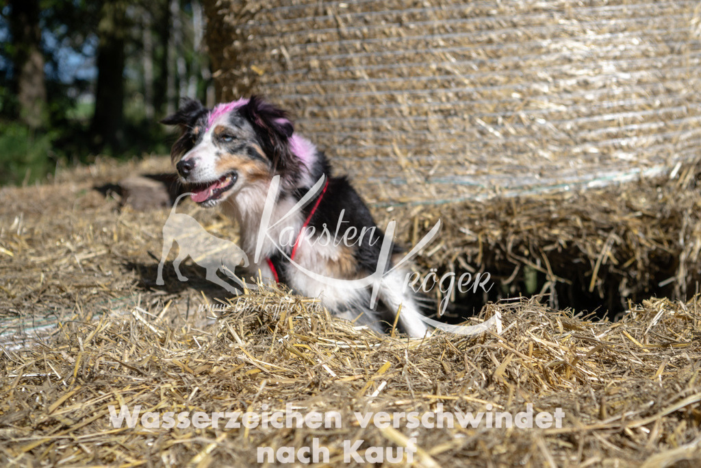 1217_ZZ91216-2 | kk-dogfotos