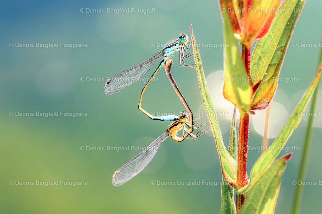 Libellen bei der Paarung | Entdecken Sie Natur, Makro und Tierfotografie von Dennis Bergfeld.Besondere Momente und Details der Natur, hochwertig als Foto und Wandbild erhältlich. - Realisiert mit Pictrs.com