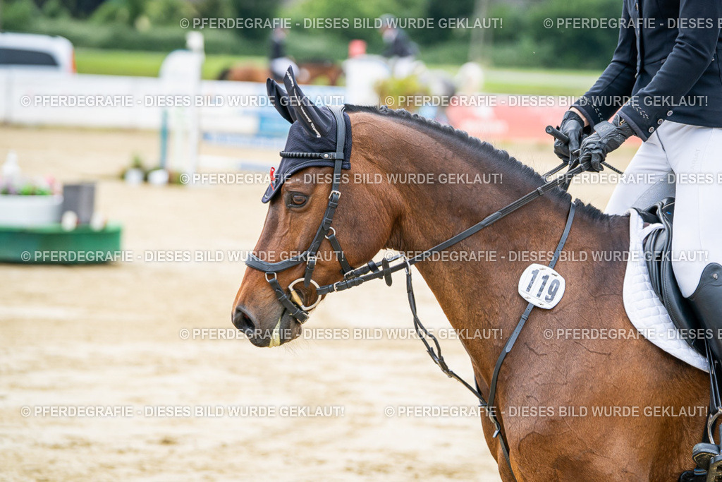 DSC04840 | Pferdegrafie