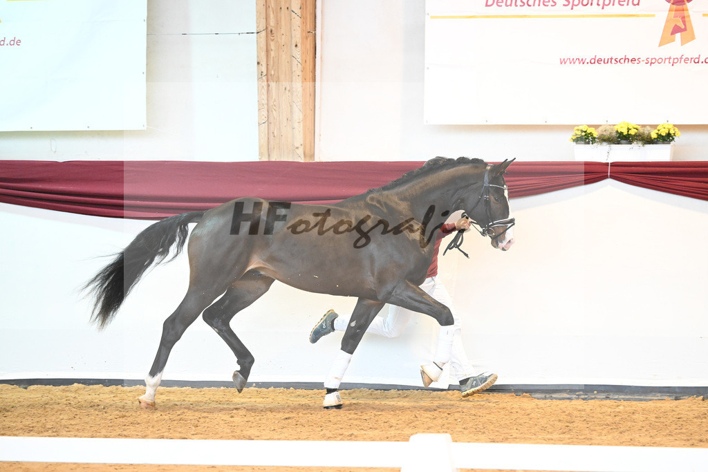 Kat-Nr. 47 v. Rivero II_Wanner_66222046 | hf-fotografie - Realizzato con Pictrs.com