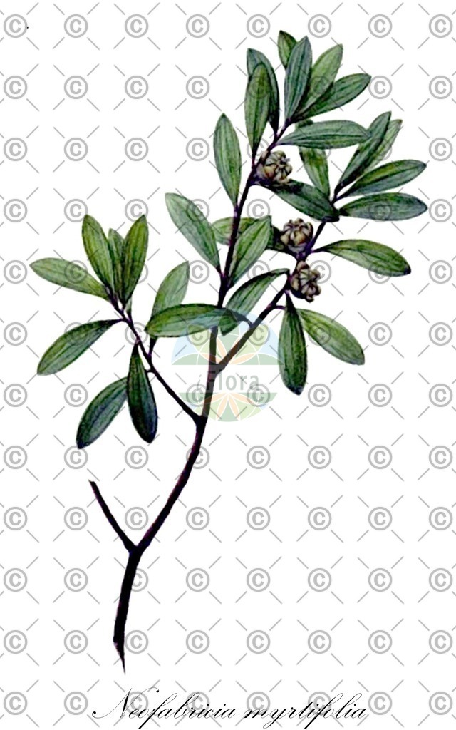 HistAbb_EMP_108987_SRC_Schlechtendal_FLORAD_SIMPLE | Historische Abbildung von Neofabricia myrtifolia - Myrtaceae | Historical Illustration of Neofabricia myrtifolia - Myrtaceae