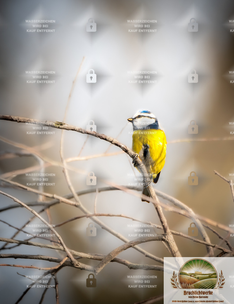 Kohlmeise | Professioneller Fotograf mit 10 Jahren Erfahrung. Landschafts- und Hochzeitsfotografie im Oderbruch. Workshops und beeindruckende Bilder für besondere Momente.