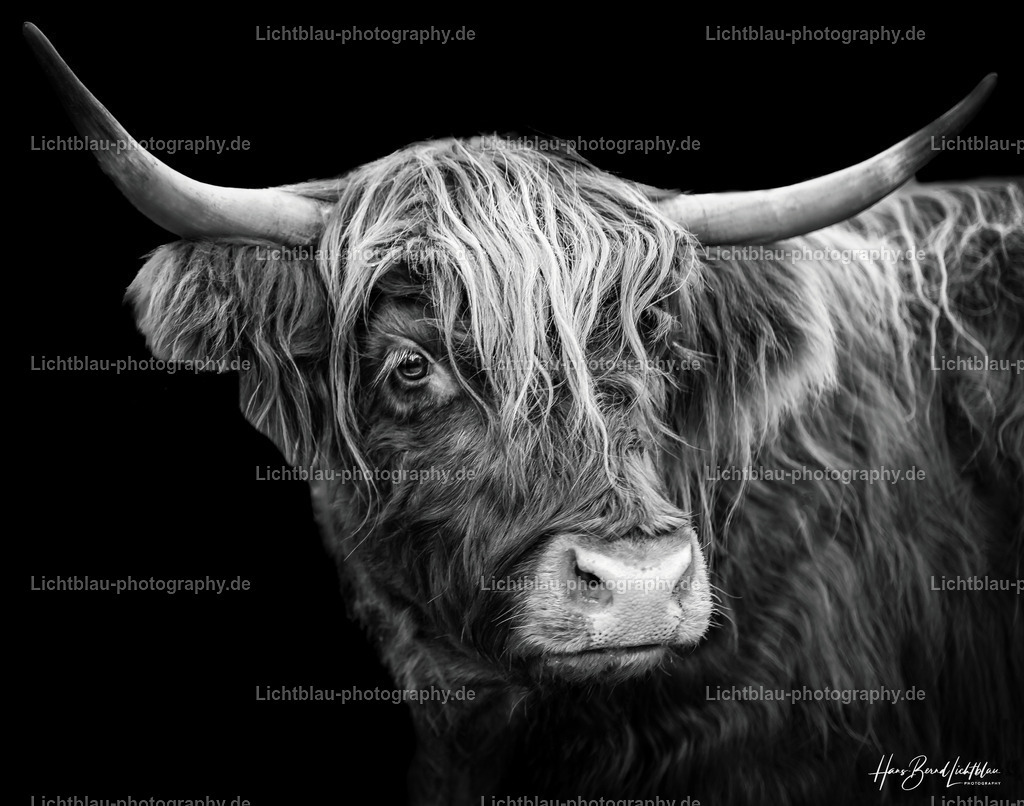 Schottisches Hochlandrind | Die Rasse stammt aus dem Nordwesten Schottlands und von den Hebriden, wo sie seit Jahrhunderten durch natürliche Selektion die ihr zugeschriebenen Eigenschaften entwickelt hat – das kleinwüchsige und relativ leichte Hochlandrind gilt als gutmütig, robust und langlebig, es eignet sich für die ganzjährige Freilandhaltung auch auf für schwere Rinder ungeeigneten Böden (Mutterkuhhaltung), kalbt leicht und viel, auch ohne menschliche Hilfe. Es liefert mittelrahmige Milch und cholesterinarmes Fleisch.

Ursprünglich gab es zwei Rassen, die normalerweise schwarze und etwas kleinere Kyloe, die auf den Inseln des nordwestlichen Schottland lebte, sowie eine eher rötliche und etwas größere Rasse aus den abgelegenen Highlands. Durch Züchtung wurden beide Rassen eins und erlangten die heute vorherrschende rot-braune Färbung. Die offiziellen Bezeichnungen des Farbspektrums des langhaarigen Fells sind: rot, gelb und schwarz sowie – seltener vorkommend – gestromt (brindle), graubraun (dun) und weiß.

Die langen und sehr symmetrischen Hörner sind in der Regel geschlechtsspezifisch unterschiedlich geformt. Bei Bullen haben sie typischerweise eine kräftige, waagerecht nach vorne gebogene Form. Bei den Kühen sind die Hörner meist deutlich länger und weit ausladend nach oben gebogen.

Die Rasse eignet sich besonders für extensive Weidebewirtschaftung und wird vielfach auch in Beweidungsprojekten eingesetzt.[1] Beim Umgang mit den Tieren ist Respekt vor den langen Hörnern geboten. Eine „Führigkeit“ am Halfter muss trainiert und gepflegt werden, ebenso das Treiben in Pferche.

Heute wird die Rasse weltweit in vielen Ländern gezüchtet. Die ersten Hochlandrinder wurden 1975 nach Deutschland eingeführt, in den Vereinigten Staaten werden sie bereits seit Ende des 19. Jahrhunderts genutzt.

Sogenannte Kleine Highlands ergeben sich entweder bewusst aus selektiver Zuchtauslese oder als Nebenprodukt bei zu früher Bedeckung oder bei sehr magerem Futter, wie ein Vergleich mit der Zucht auf den Hebriden und historische Dokumente belegen.

 - Realisiert mit Pictrs.com