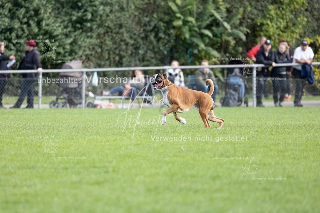 _16A5663 | Einzigartige Fotos von Hunden & Menschen –Actionfotos, Portraits, Vereinsaufnahmen & Paarshootings – authentisch, lebendig & mit Herz.