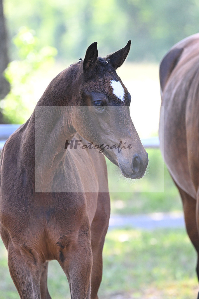 Kat-Nr. 2 SF Skyline to B_Schindele_14230027 | hf-fotografie - Realisiert mit Pictrs.com