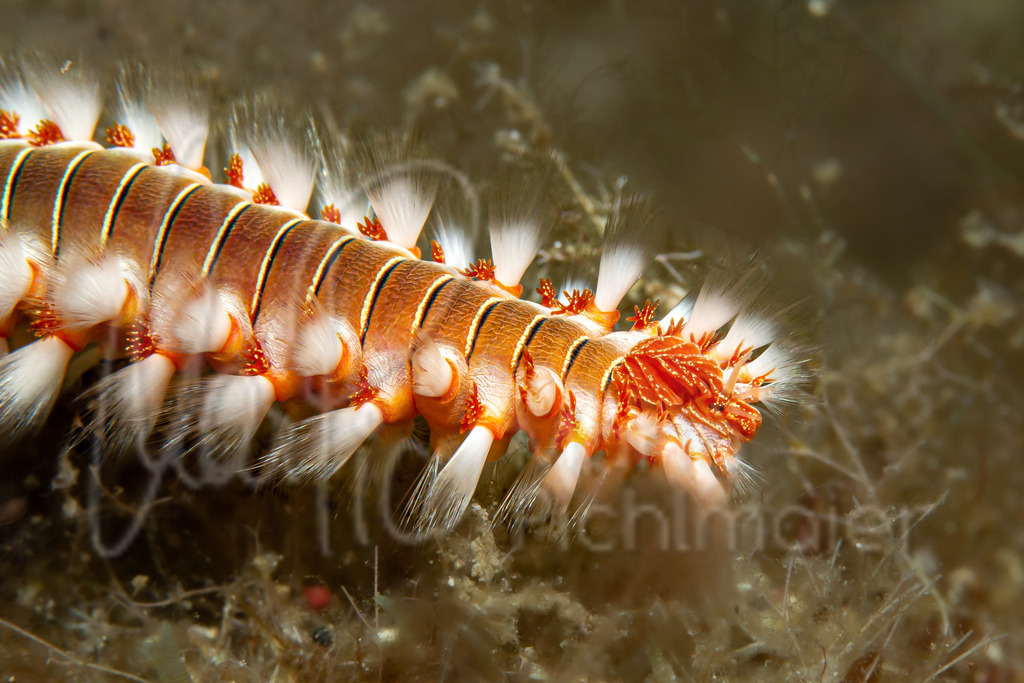 Hermodice carunculata | Cast: Gusano de fuego; Eng: (Bearded) Fireworm; De: Feuerwurm - Realisiert mit Pictrs.com