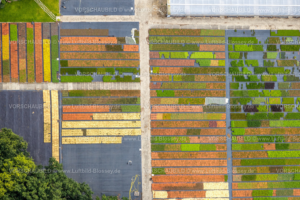 Bottrop240701428Kirchhellen | Luftbild, Stauden Koster Gartenbau Staudenkulturen, Sensenfeld, Formen und Farben, Kirchhellen-Süd, Bottrop, Ruhrgebiet, Nordrhein-Westfalen, Deutschland