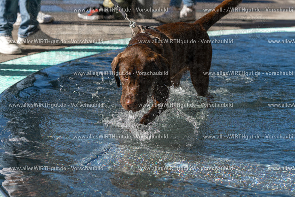 Hundeschwimmen_Volksbad_2026-allesWIRTHgut_Tierfotografie-2609061046-FAY05999 | Professionelle Tierfotografie in Mönchengladbach von Daniel Wirth (allesWIRTHgut). Liebevolle & natürliche Bilder von Hunden & Katzen für unvergessliche Erinnerungen.