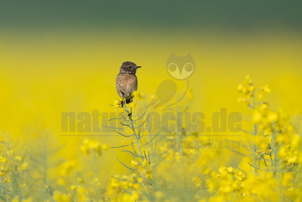 R6M38945_20260508 | Ein weibliches Schwarzkehlchen (Saxicola rubicola) sitzt auf einem Rapshalm in einem weiten, leuchtend gelben Rapsfeld. Der Vogel ist in der Mitte des Bildes positioniert und blickt nach rechts. Der Hintergrund ist unscharf, mit einem oberen Bereich in einem sanften Grün, der in das dominante Gelb des Rapsfeldes übergeht. Das Schwarzkehlchen interagiert mit seiner Umgebung, indem es auf der Pflanze sitzt. - Realisiert mit Pictrs.com