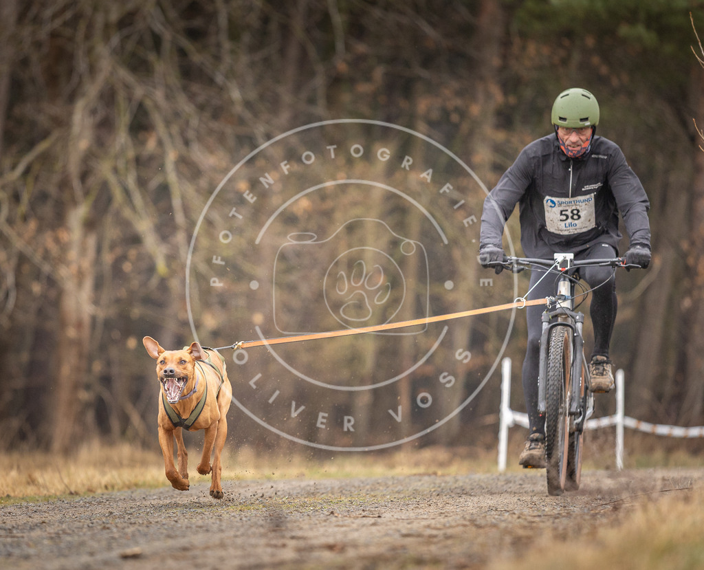 DV3A3251 | Hundefotografie, Tierfotograf, Pfotenfotografie, Fotoshooting Hund, Hunde Portrait, Hundesport, Hundeportraits, Heideshooting, Hunde, Sportfotograf, Hundefotograf, Turnierhundsport, THS,  - Realisiert mit Pictrs.com