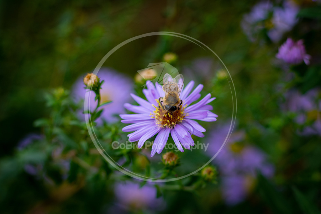 Biene auf Neubelgischer Aster | CoBra Photography - Realisiert mit Pictrs.com