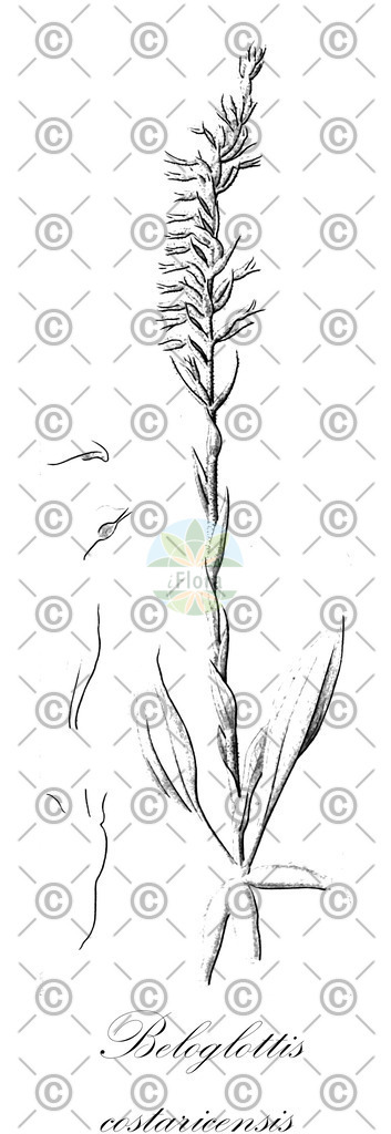 HistAbb_wfo-0000323760_1_ENZY_Simple | Historische Abbildung von Beloglottis costaricensis - Orchidaceae | Historical Illustration of Beloglottis costaricensis - Orchidaceae