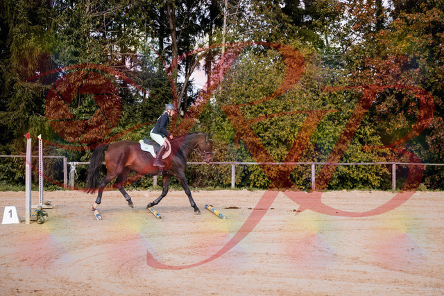 2026_10_03_Siefer-Hof_143955_Z81_10323109 | Professionelle Reitsport-, Turnier- und Eventfotografie von Robert Broda. Galerien mit ausgewählten und bearbeiteten Bildern direkt online ansehen und bestellen.
