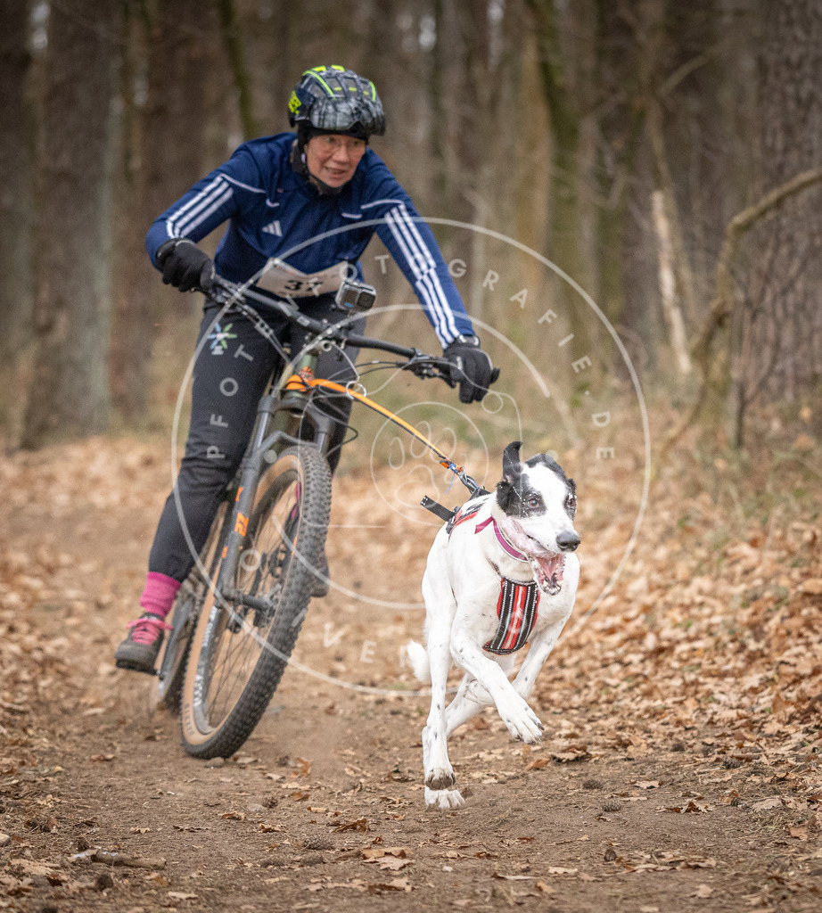 Pfotenfotografie_DV3A5392 | Hundefotografie, Tierfotograf, Pfotenfotografie, Fotoshooting Hund, Hunde Portrait, Hundesport, Hundeportraits, Heideshooting, Hunde, Sportfotograf, Hundefotograf, Turnierhundsport, THS,  - Realisiert mit Pictrs.com