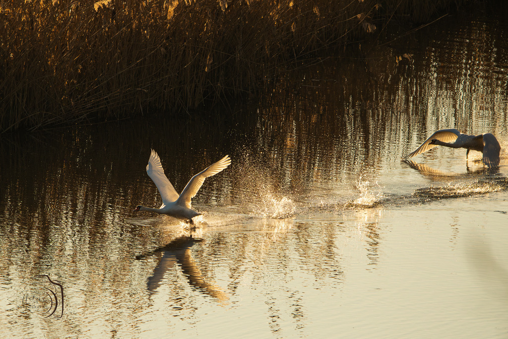 Schwanenpoesie im Morgenlicht | Holzisphotography, Landschaftsfotografie, Wildlifefotogorafie - Realisiert mit Pictrs.com