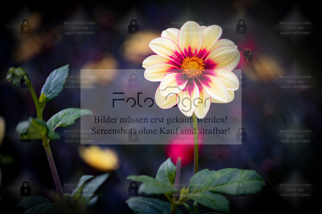 Leuchtende Dahlie – Farbenpracht im Spätsommer | Eine einzelne Dahlie steht im Mittelpunkt – ihr gelb-rosa Farbspiel leuchtet intensiv vor dem dunklen Hintergrund.Dieses Foto vereint Klarheit, Leuchtkraft und feine Details zu einem ausdrucksstarken Motiv, das sofort Aufmerksamkeit weckt.Ein Bild voller Energie und Eleganz – perfekt für farbenfrohe Akzente in modernen Räumen. - Realisiert mit Pictrs.com