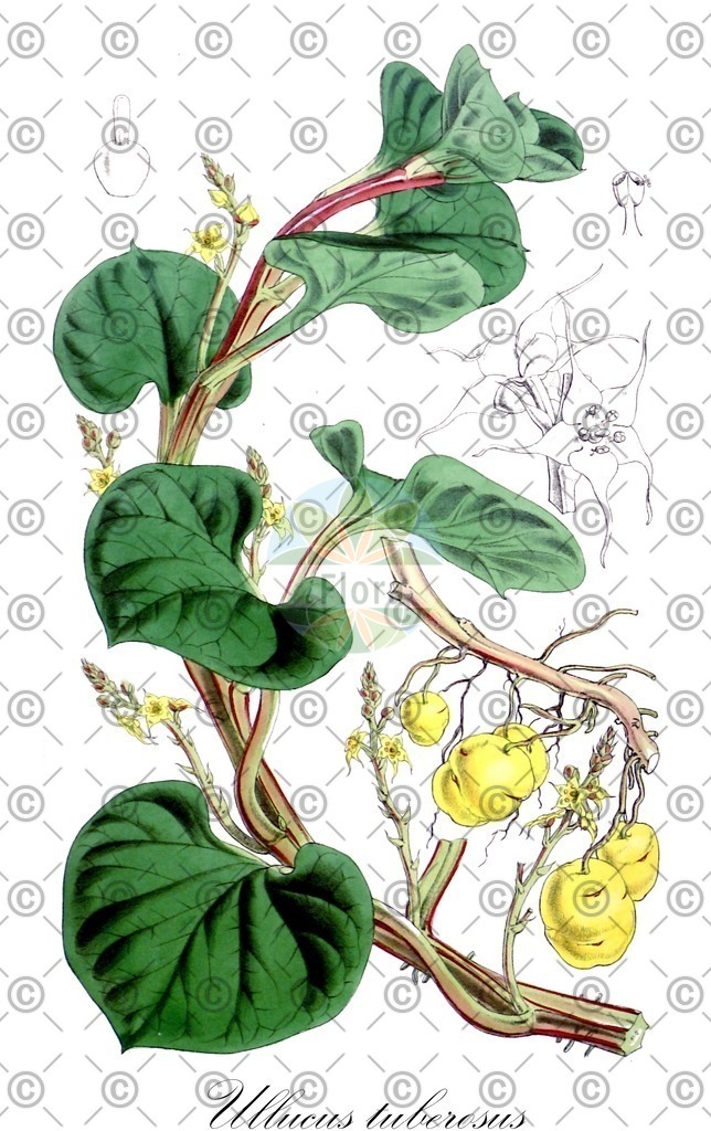 HistAbb_84P2_1_ENZY_Simple | Historische Abbildung von Ullucus tuberosus - Basellaceae | Historical Illustration of Ullucus tuberosus - Basellaceae
