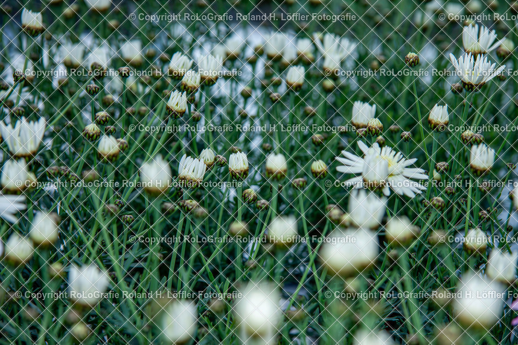Wiese mit Strauchmargerite_Argyranthemum frutescens (L.) Sch.Bip._Familie-Asteraceae | Wiese mit Strauchmargerite, Argyranthemum frutescens (L.) Sch.Bip., aus der Familie der Asteraceae - Realisiert mit Pictrs.com