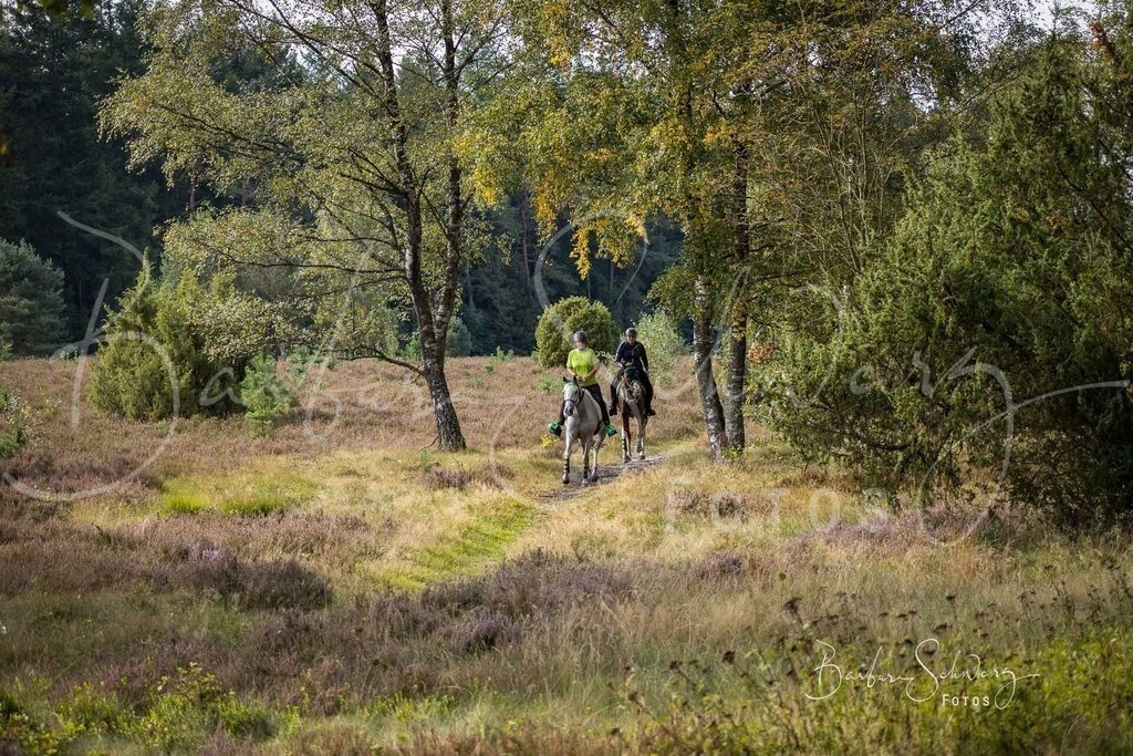 DdLH-WehlenerHeide_2025-09-20_07 | Fotografie, Veranstaltungs-Fotografie, Pferde-Fotografie, Landschafts-Fotografie, Reise-Fotografie - Realisiert mit Pictrs.com