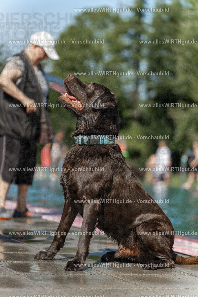 Hundeschwimmen_Volksbad_2026-allesWIRTHgut_Tierfotografie-2609061158-110835-7R500022 | Professionelle Tierfotografie in Mönchengladbach von Daniel Wirth (allesWIRTHgut). Liebevolle & natürliche Bilder von Hunden & Katzen für unvergessliche Erinnerungen.