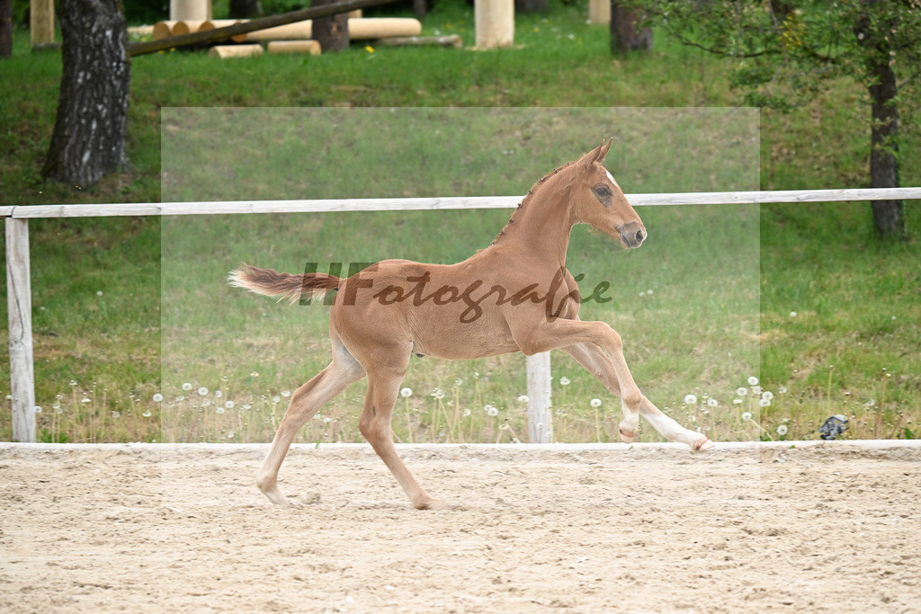 Kat-Nr. 22 HF Chaccothage Blue PS x Asti Spumante_Wimmer_24260477 | hf-fotografie - Realisiert mit Pictrs.com