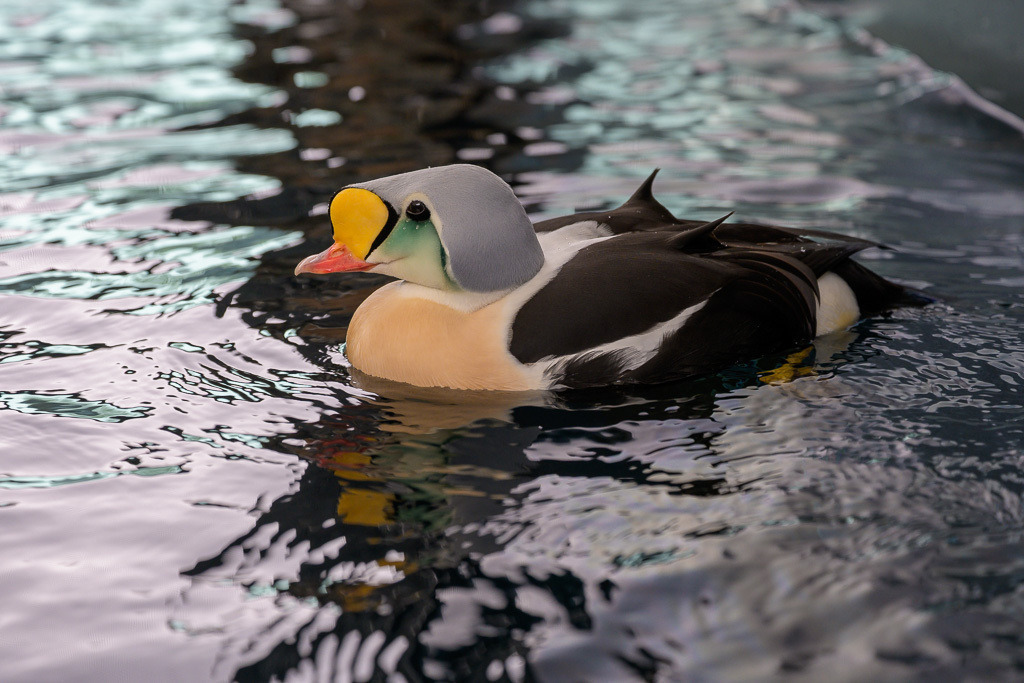 Alaska | Seward. - Realisiert mit Pictrs.com