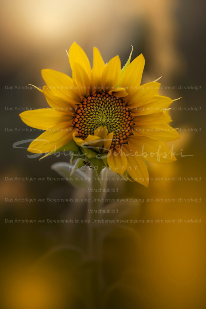 Sonnenblume_01.08.2026_DSCF6233-2 | Exklusive Naturfotografie für stilvolle Wanddekoration ★ Premium Wandbilder Made in Germany ✔️ FineArt Drucke & Downloads ✔️ Brillante Farben, höchste Qualität & weltweiter Versand ✔️ - Realisiert mit Pictrs.com