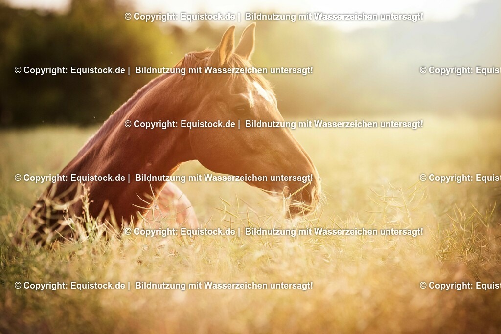 20150628_TOMsPiC_0191 | equistock