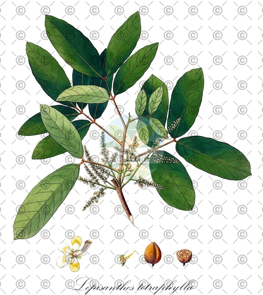 HistAbb_wfo-0000357990_2_ENZY_Simple | Historische Abbildung von Lepisanthes tetraphylla - Sapindaceae | Historical Illustration of Lepisanthes tetraphylla - Sapindaceae