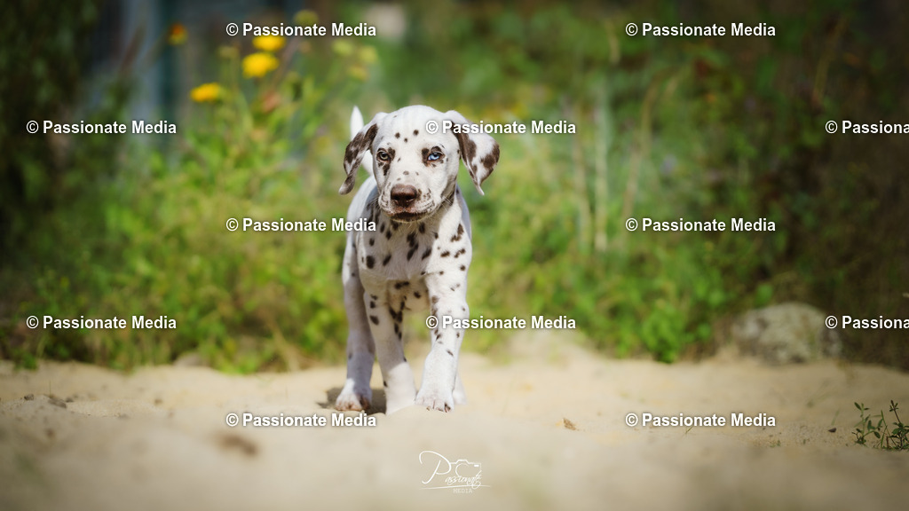 DSC06186 | Passionate Media, dein Fotograf aus Brandenburg, Märkisch Oderland, im Bereich Motorsport, Autos und Motorräder sowie Events und auch Hunde. Shootings oder auch Eventbegleitungen können bei mir gebucht we