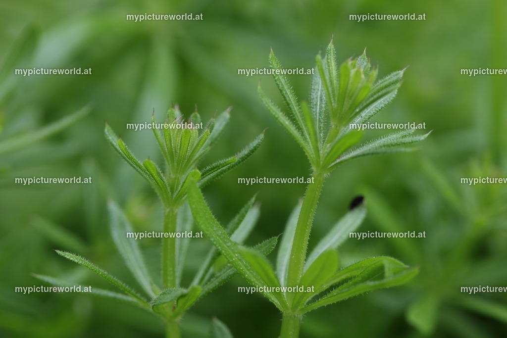 Kletten-Labkraut-002 | Das Bilderarchiv über Tiere, Planzen und Landschaften. In der Bilddatenbank finden Sie ein große Auswahl an hochwertigen Bilder für Ihre Werbung - Realized with Pictrs.com