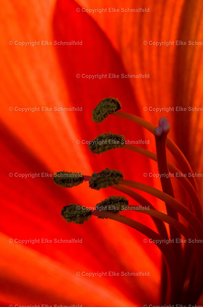 Bluetenreise-Rot-03 | Elke Schmalfeld - Realisiert mit Pictrs.com
