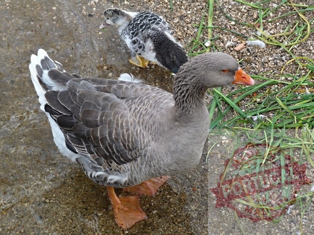 Goose walking with a young duckling outdoors | Grey goose and small mottled duckling walking together on damp ground with green grass - Realisiert mit Pictrs.com