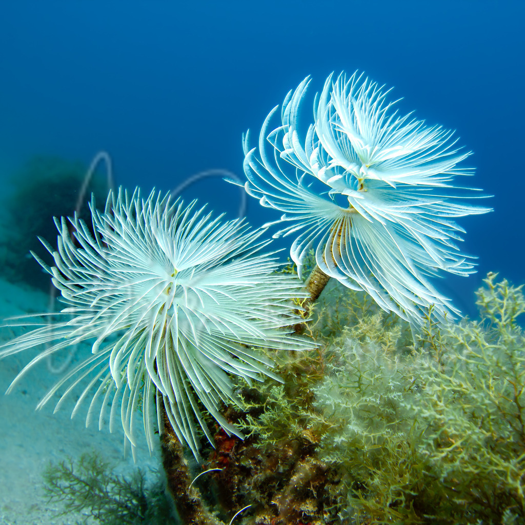 Sabella spalanzanii | Cat: Espirògraf, palmereta; Cast: Plumero de mar; Eng: European fan worm; Fr: Spirographe; It: Ombrella di mare; De: Schraubensabelle - Realisiert mit Pictrs.com