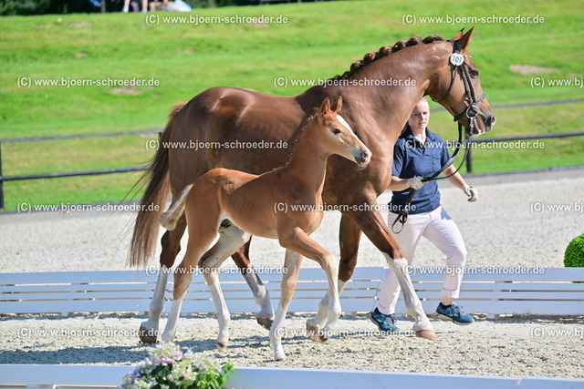 107_Fianc_ - Quaterback_819_6096 | Björn Schroeder Pferdefotografie