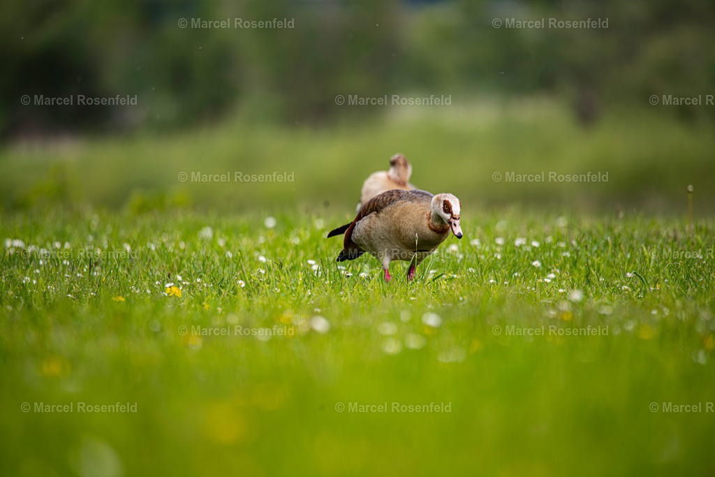 _DSC0371-Verbessert-RR | foto-rosenfeld