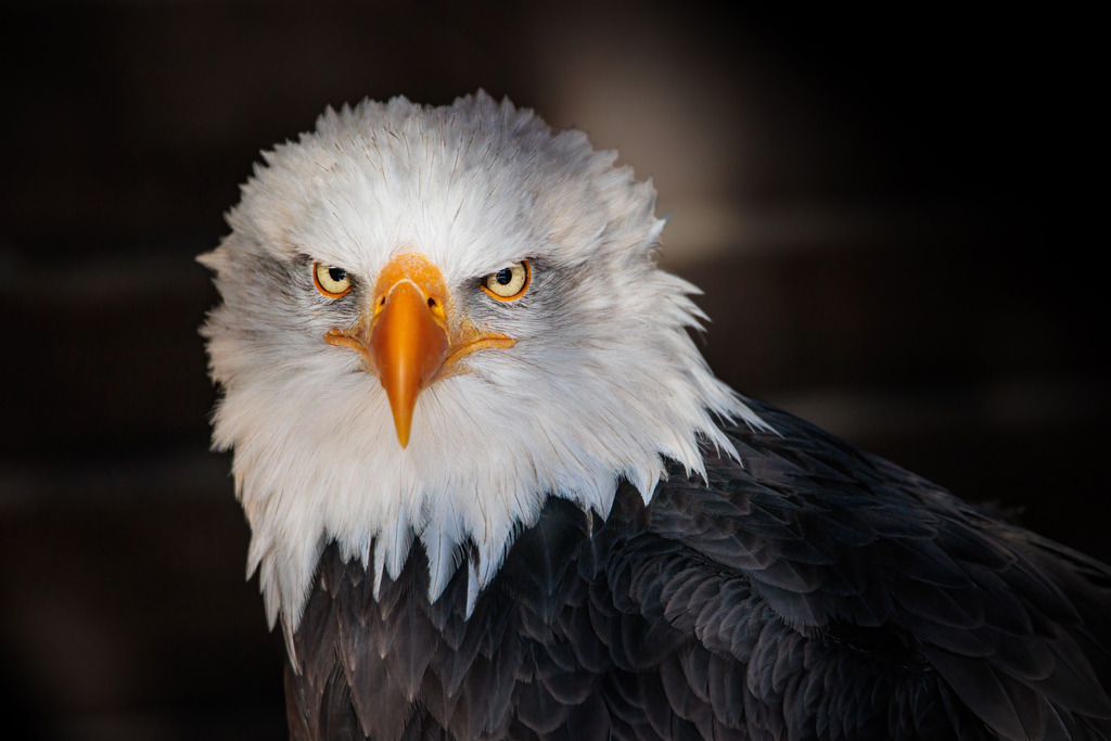 Wandbild - Stolzer Blick des Weißkopfseeadlers | Das Bild zeigt einen imposanten Weißkopfseeadler (Haliaeetus leucocephalus) in einer eindrucksvollen Nahaufnahme. Der Adler fixiert die Kamera mit seinen intensiven, durchdringenden Augen und seinem markanten, gelben Schnabel. Das weiße Kopfgefieder hebt sich scharf von den dunklen Körperfedern ab und wird durch den dunklen Hintergrund noch stärker betont. Der Ausdruck des Adlers strahlt Stärke, Würde und Entschlossenheit aus, was das majestätische Wesen dieses Raubvogels eindrucksvoll zur Geltung bringt.
