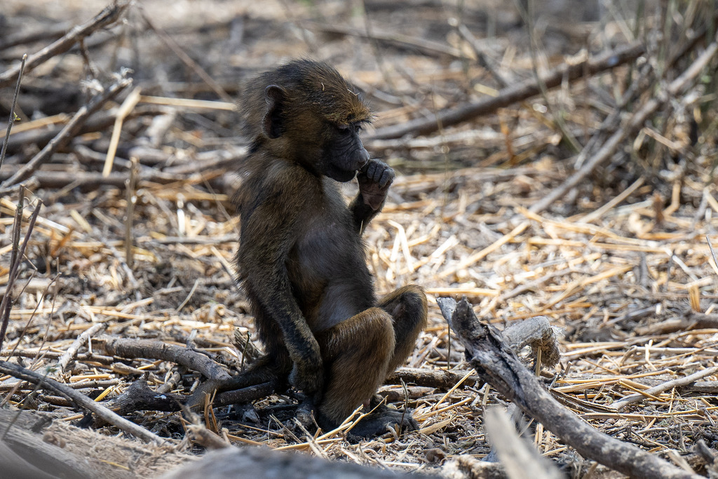 Tarangire Nationalpark - 26. September 2022 | Junger Pavian im Tarangire Nationalpark.
Bild: Sportfotografie Markus Aeschimann | www.markus-aeschimann.ch - Realisiert mit Pictrs.com