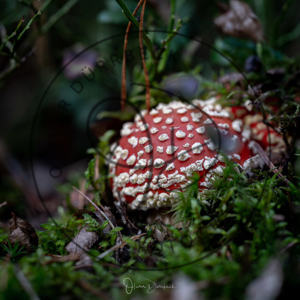 natur-pilze-03 | Shop für Kindergartenfotografie und andere Fotoprodukte von Oliver Dürrbeck Fotografie. - Realisiert mit Pictrs.com