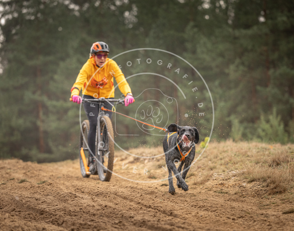 Pfotenfotografie_DV3A4898 | Hundefotografie, Tierfotograf, Pfotenfotografie, Fotoshooting Hund, Hunde Portrait, Hundesport, Hundeportraits, Heideshooting, Hunde, Sportfotograf, Hundefotograf, Turnierhundsport, THS,  - Realisiert mit Pictrs.com
