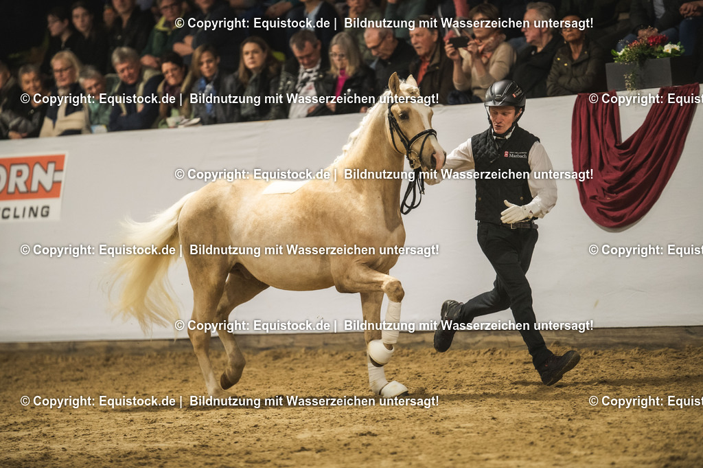 20240302_Hengstvorstellung_Marbach_TOMsPiC_0872-2 | equistock