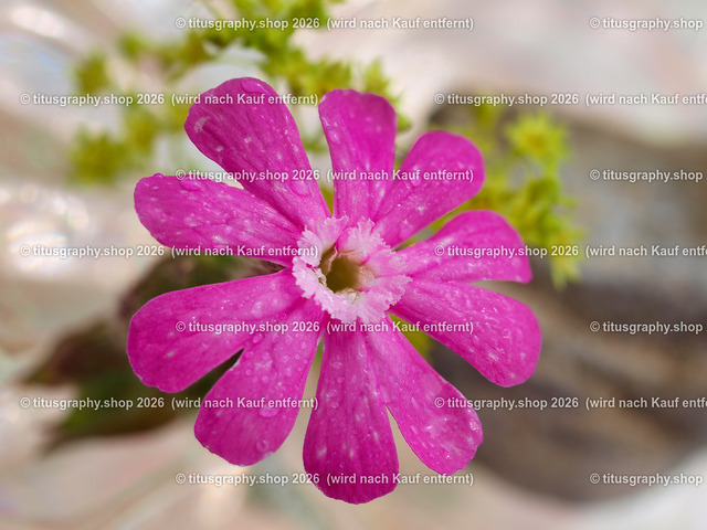titusgraphy_P6277552-vz-ln | titusgraphy-shop: Geschenkideen mit Qualitätsfotos. titusgraphy-shop: gift ideas with quality photos. titusgraphy-shop: idées cadeaux avec photos de qualité.  - Realisiert mit Pictrs.com