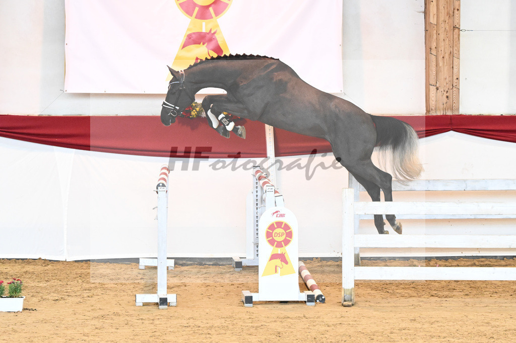 Kat-Nr. 35 Hickstead White x Alcatraz_Sommer_43231370 | hf-fotografie - Realisiert mit Pictrs.com