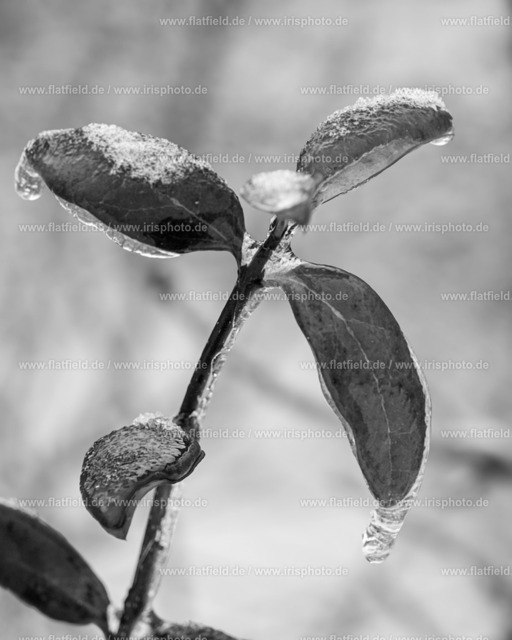 Eisblätter | Naturfoto | Gesehen in Hofheim